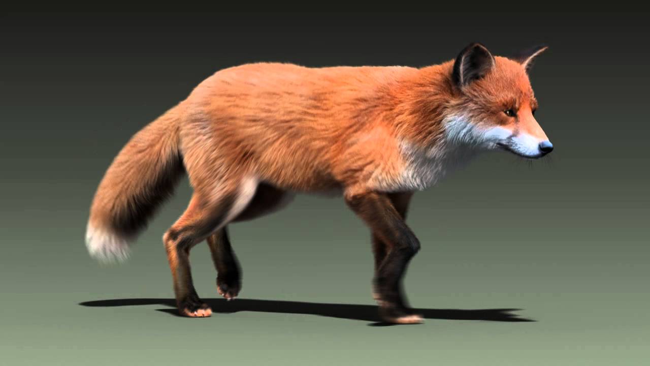 fox running animation