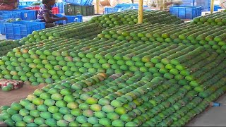How The Australian Farmer Produce Thousands Tonnes Of Mangoes Every Year | Australian Mangoes