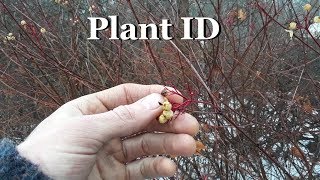 Red Osier Dogwood - Plant ID