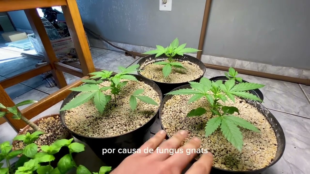 [01] Início do grow em casa - Wedding Cake Auto (Neerland Seeds Bank)