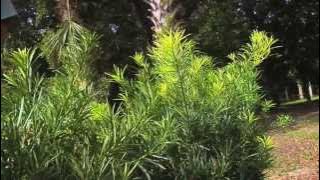 Japanese Yew Hedge (Podocarpus macropyllus)