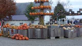 Pumpkins Galore Arthur Illinois