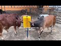 cattle cow scratch brush