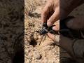 I Mounted a Camera on a Camel Spider… Inside a Hidden Underground Burrow! 🐍😱 #pov #spiderpov