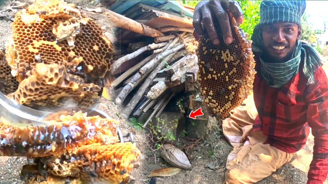 தம்மாதுண்டு 😱 பொந்துக்குள்ள அடுக்குத் தேன் வேட்டை 🐝 Honey Hunting #honeyhunting 