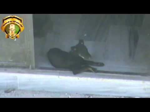 رصد احد شبيحة الاسد عند نوبة حراسة في سيدي مقداد 