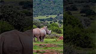 Download Lagu Mothers Rhino power vs lion #shorts #wild #animals #savannah MP3 Download Lagu Mothers Rhino power vs lion #shorts #wild #animals #savannah MP3