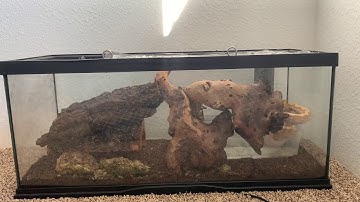 Baby Reticulated Python Cage Setup