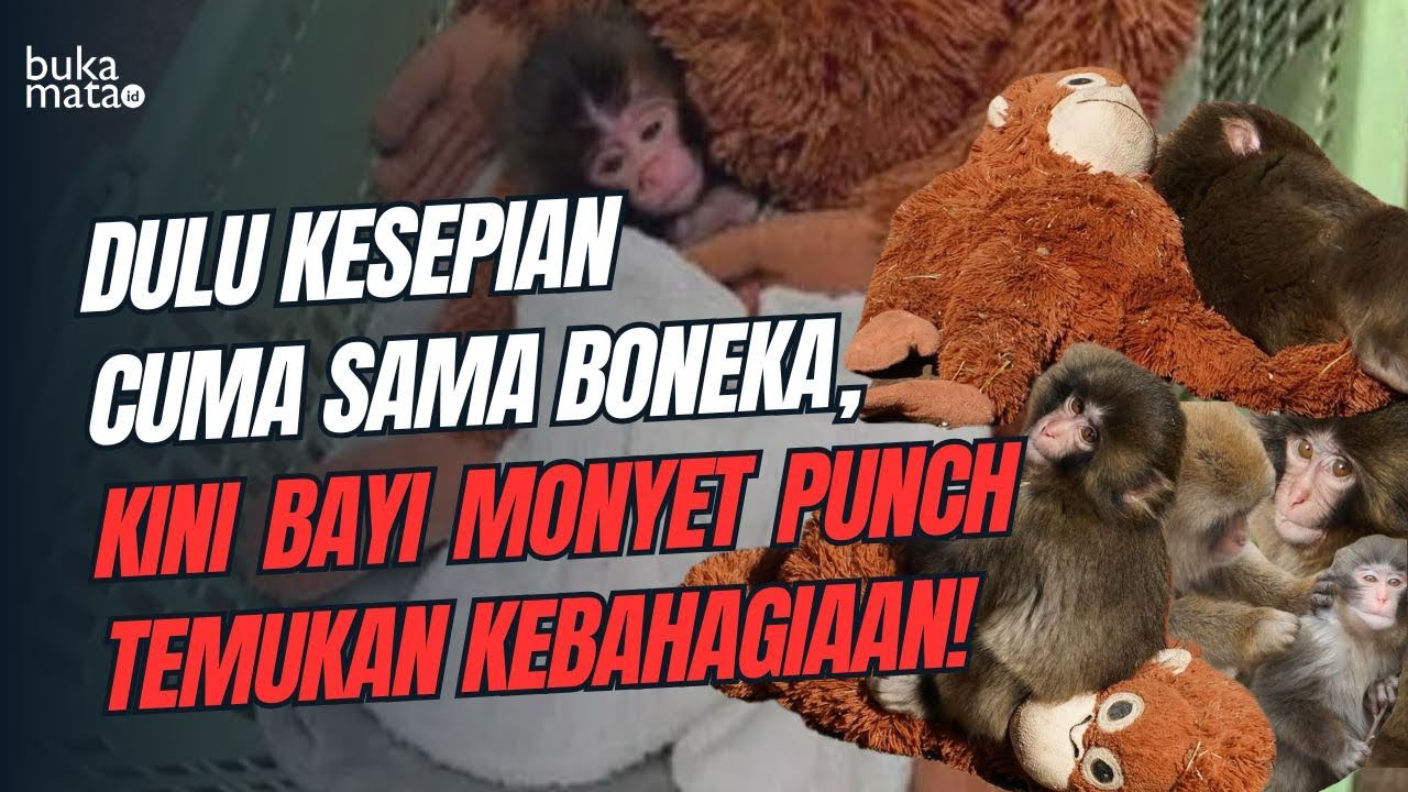 DIBUANG INDUKNYA! Punch 'Naruto Monkey' Hanya Bisa Peluk Boneka, Akhirnya Kejaiban Terjadi