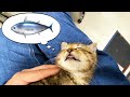 眠くて眠くて仕方ない保護猫