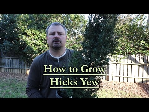 How to grow Hicks Yew (Upright Narrow Evergreen Conifer)