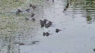 Frogs spawning