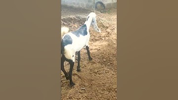 MashaAllah good  beetal goat #viral #goat #music #minivlog #viralvideo #nicee #shrots #animals