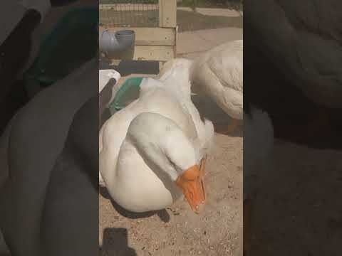 У Бусика и Банни хороший аппетит #winterbirds #goose #funny #animals #birds