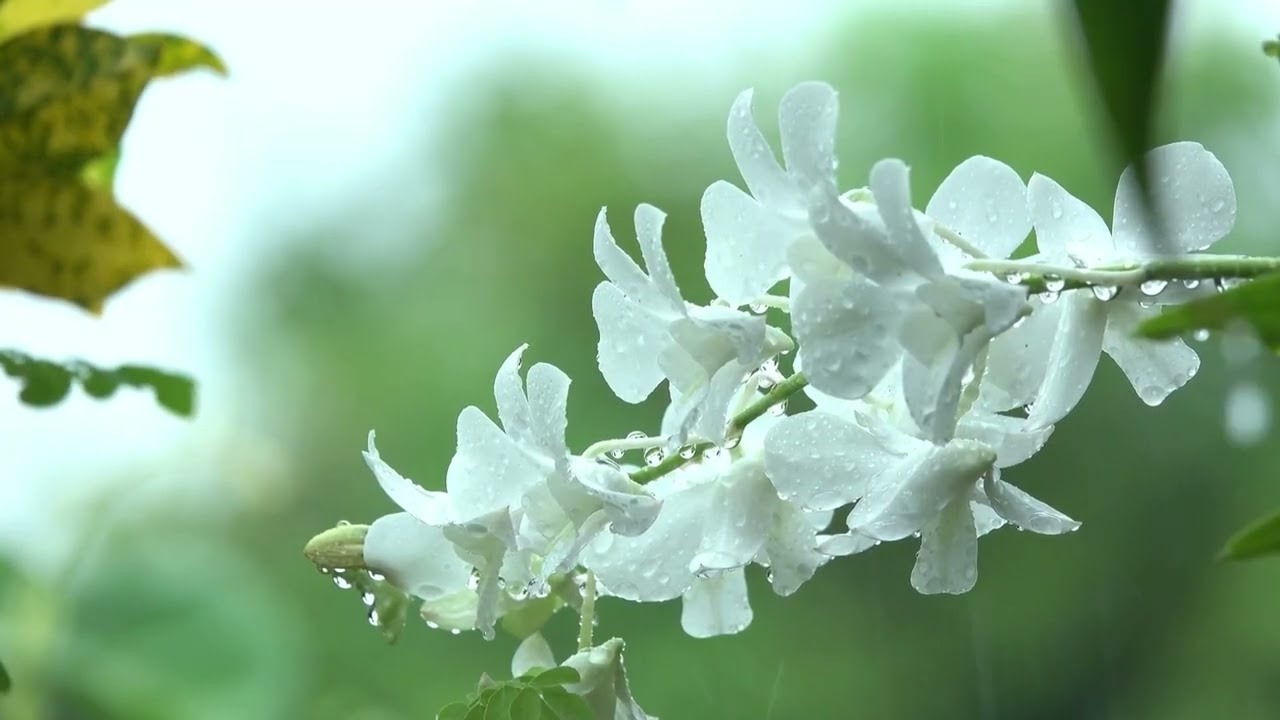 Light Rainfall in Nature | Gentle Rain Ambience for Sleep & Meditation