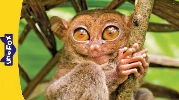 Meet The Animals 261 : Tarsier
