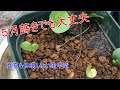 【蒔き時はいつ？】亀甲竜（Dioscorea elephantipes -v montana）の実生。パート２　発芽後は休眠しなかった。