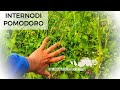 Internodi Pomodoro