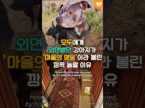 모두에게 외면 받던 강아지, 마을의 영웅견 되다 ｜ How a shunned dog became a hero #shrots #강아지 #<strong>핏불</strong>