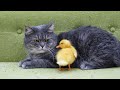 Cat meets tiny chicken for the first time