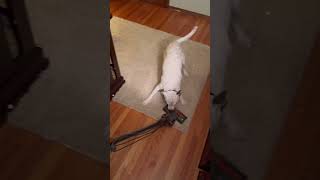 Dog Expresses Antipathy Towards Vacuum Cleaner