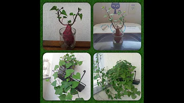 Como cuidar da batata doce ornamental?