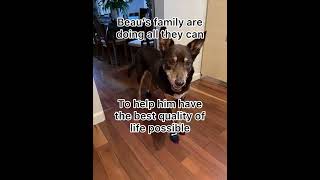 Beau the 14 year-old Kelpie has Arthritis ... this is how is family help him