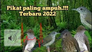 pikat burung siri siri,cucak rawis paling ampuh