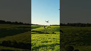 #beatiful #birds #flying #🕊🕊🐦🐦