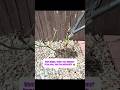 Do this before spring for bigger and beautiful rose blooms!