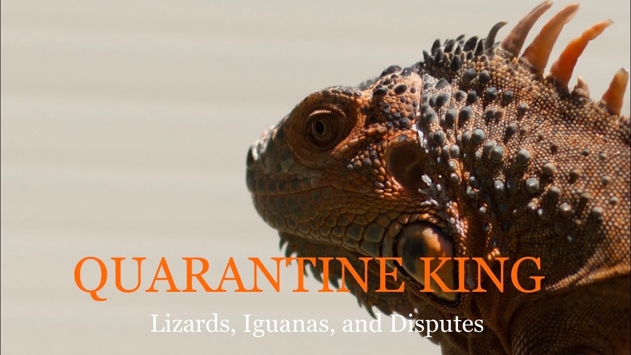 Quarantine King Iguanas, Snakes, and Disputes A Documentary on the