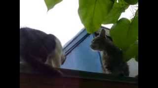Two Cats Fighting
