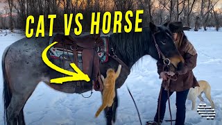Lady Was Standing Next to Horse Then Cat Jumped At It Which Scared the Horse