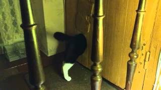 French cat flap fun and games screenshot 4