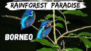 Download Lagu Borneo: World's Ancient Rainforests – Travel Video MP3