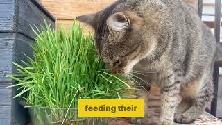 How to Count Calories in Your Cat's Food for a Healthier Life