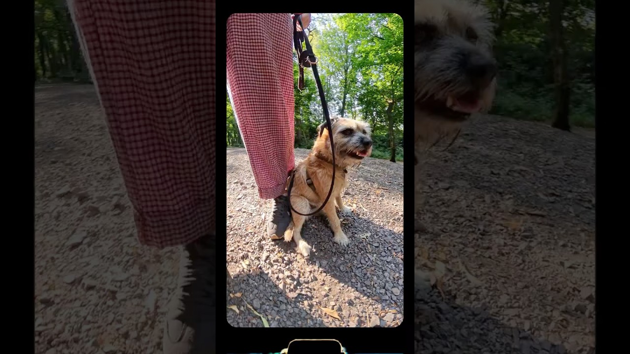 Happy Little Mooch in the Sunshine ☀️ 