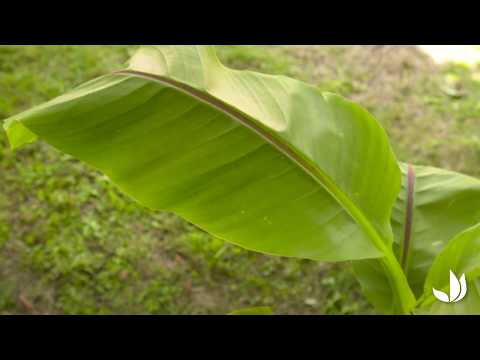 Vidéo: Basjoo Banana Care : Comment faire pousser une banane japonaise rustique