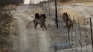 Download Lagu Male lions from different national parks meet at the border MP3 Download Lagu Male lions from different national parks meet at the border MP3