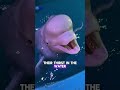 Beluga whales have quite a temper—don't go teasing them lightly.#shorts #belugawhale #anmals #funny