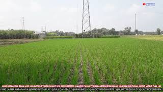 Download Lagu Sesideman Umi Hafifah Terbaru @DANGDUTGUPLIK MP3