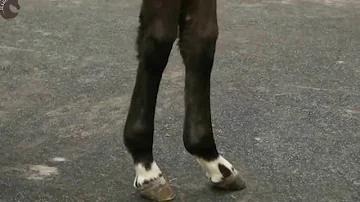 Co znamená hnědý kůň?