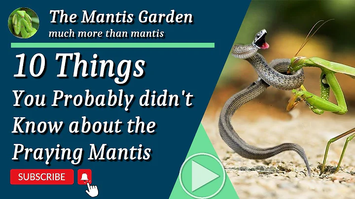 10 Things you probably didn't know about Praying Mantis