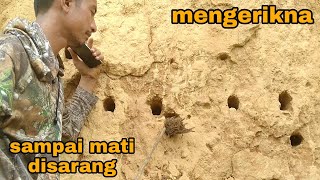 Ini yang terjadi_perjuangan anak burung di lobang sarang