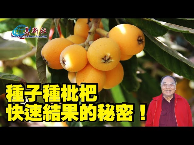 The secret to growing loquats from seeds - YouTube