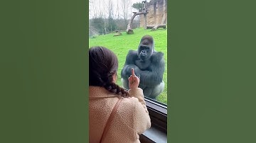 Bro understood the assignment 😂🦍#funnyanimals #funnyshorts