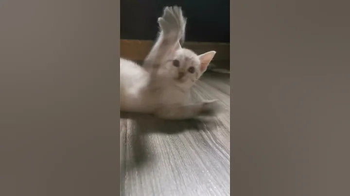 Video 650571: lynx bengal mix kittens, exotic highland lynx bengal, bengalcat kittens cutecat cats, bengalcat cat cute kitten