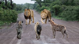 Alam Liar Afrika GEMPAR!! Cuma 3 Ekor Hyena Menang Bertarung Lawan 2 Singa Sampai Singa Kocar Kacir