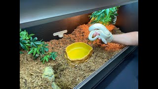 Platinum Royal Python Kit Wealth