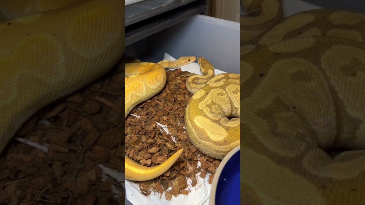 Future Banana Morphs 